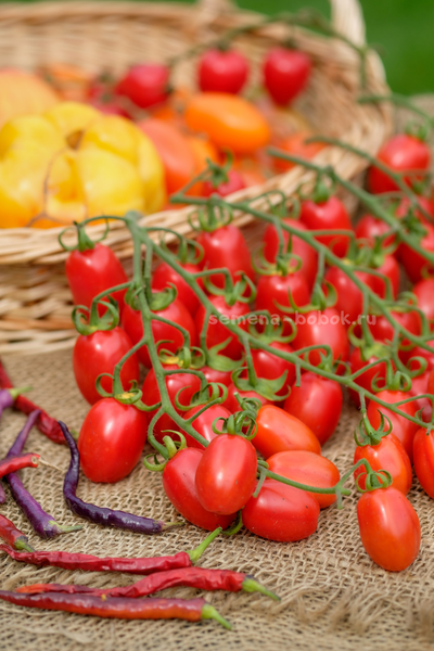 Томат Сызранские Дамские Пальчики, 10 шт.
