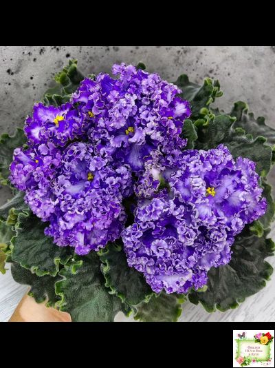 АВ-Озерная Фея (Фиалковод) 2017 г.