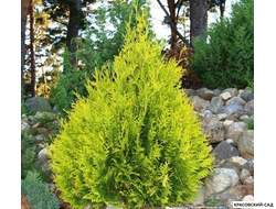 Туя Санкист - Sunkist