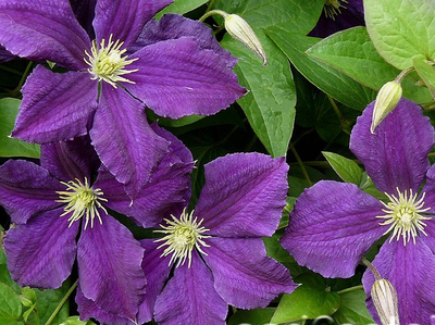 "Бутоны клематиса" силиконовый молд .