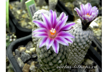 Turbinicarpus valdesianus