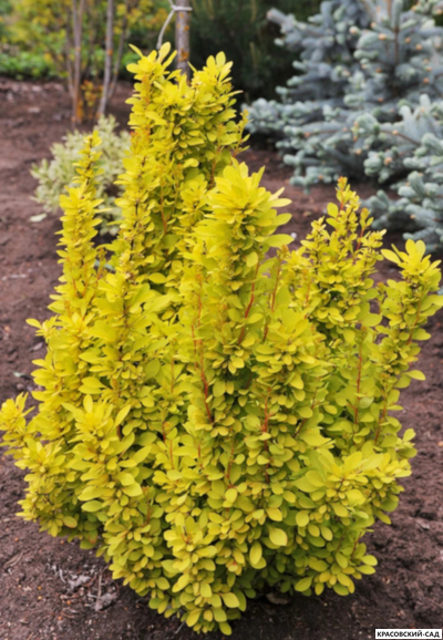 Барбарис Тунберга Maria - фото в ландшафте - красовский-сад.рф