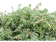 Полынь пустынная, белая (Artemisia herba-alba Asso) - 100% натуральное эфирное масло