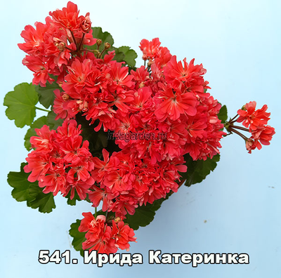 Пеларгония Ирида Катеринка