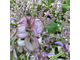 Шалфей мускатный (Salvia sclarea), цветущие верхушки, Индия (5 мл) - 100% натуральное эфирное масло