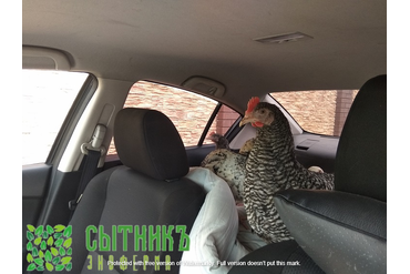 Фермерское куриное мясо с доставкой на дом