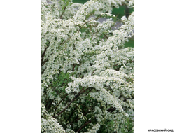 Купить Спирею острозазубренную (аргуту)  в Москве на сайте красовский-сад.рф