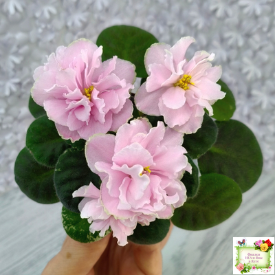 АВ-Амур и Розы (Фиалковод) 2023 г.