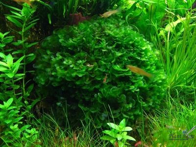 Ломариопсис (Lomariopsis Lineata)