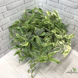 Фикусы - Ficus Sagittata Mutabilis / фикус сагиттата мутабилис