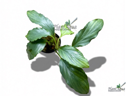 Хомаломена серебристая (горшок)