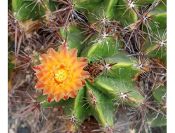 Ferocactus robustus - 5 семян