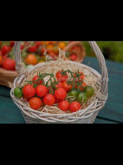 Томат Ruby Slipper (Рубиновые бамшмачки), 10 шт