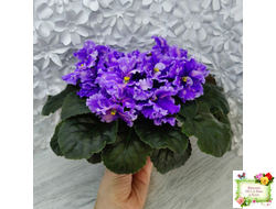 МТ-XXL Эльф (М. Тотиева) 2022 г.