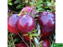 Клюква "Пилигрим"