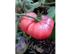 Семена томата Розовый Сибирский Тигр