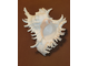 цикореус, мурекс ветвистый, murex, Chicoreus, ramosus, большая ракушка, shell, рогатая, морская, Sea