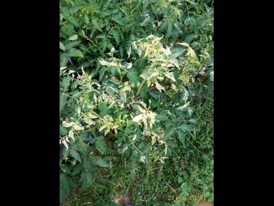 Томат Splash of kream (Irish cream) Ирландия