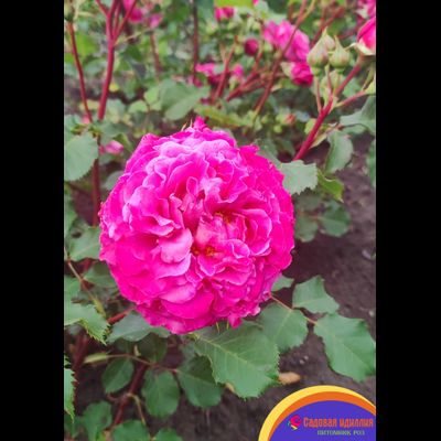 Агнес Шиллингер (Agnes Schillinger)