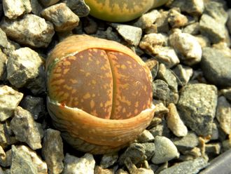 Lithops aucampiae C366 (MG-1546.8)