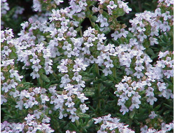 Тимьян обыкновенный (Thymus vulgaris), хем. тимол 5 мл - 100% натуральное эфирное масло