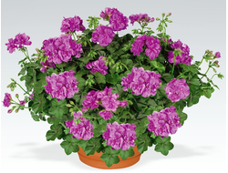 Пеларгония плющелистная, кашпо 3,7 л