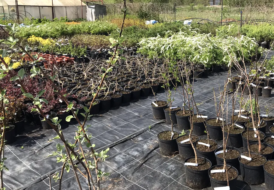 Кустарники в мае