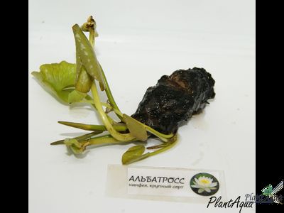 Нимфея Блэк Принцесс