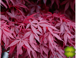 Клен веерный АТРОПУРПУРЕУМ (САЖНЕЦ 90-70 см)