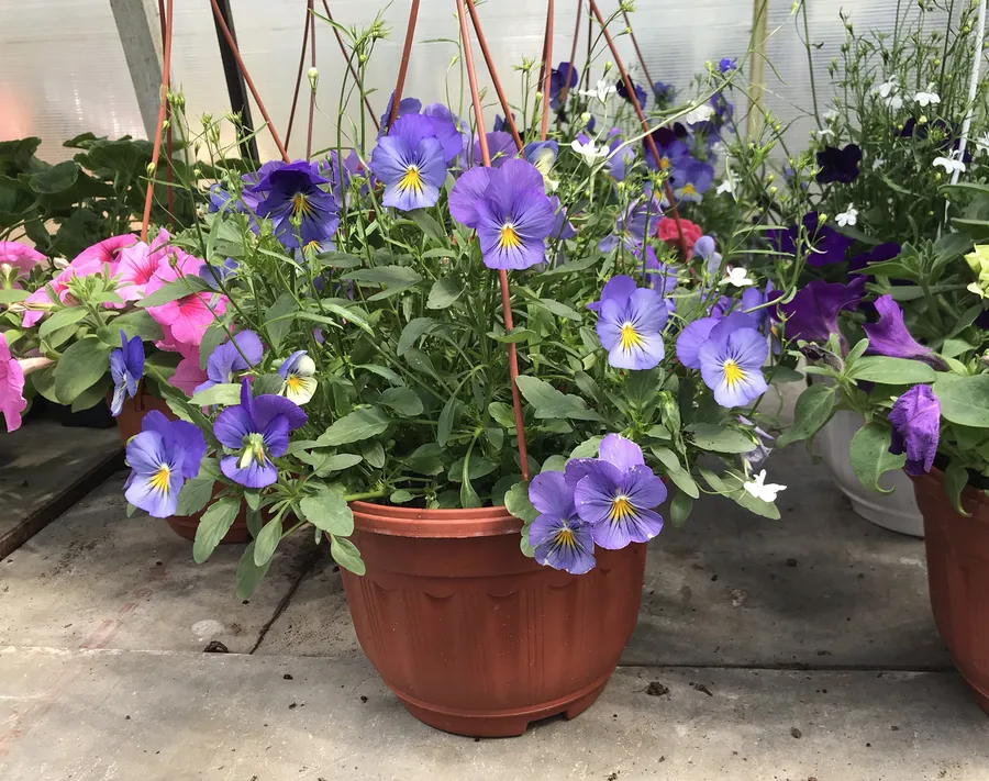 Виола в кашпо