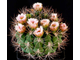 Gymnocalycium saglionis (D=50-60mm)