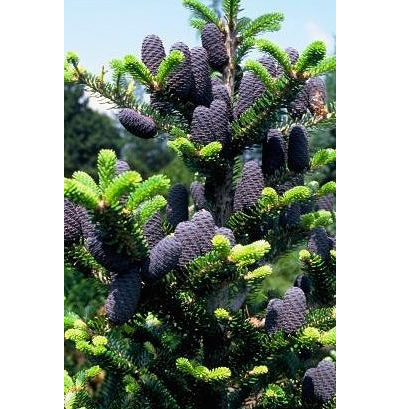 Пихта корейская (модификация 1)