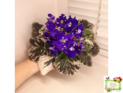 ЛЕ-Демо (Е. Лебецкая) 2014 г.