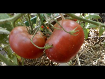 Томат Черный из Тулы,  (Тульский черный, Black From Tula, Россия)