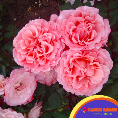 Лоран Каброль (Laurent Cabrol)