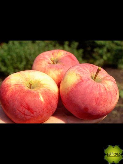 Яблоня "ОРЛОВИМ" НЕВЕРОЯТНЫЙ ВКУС И АРОМАТ! ИММУНИТЕТ К ПАРШЕ (САЖЕНЕЦ на полукарлике, 4 года)-