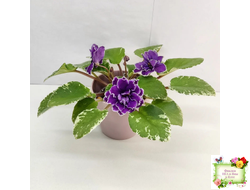 ВаТ-Крайслер (Т. Валькова) трейлер