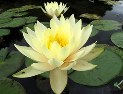 Нимфея Иннер Лайт