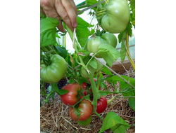 Томат Бурлак минусинский