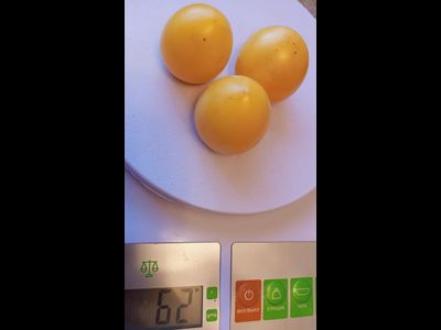 Томат Супер балконный оранжевый