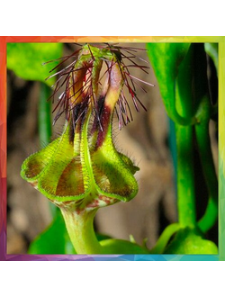 Ceropegia denticulata