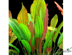 Эхинодорус Ред Даймонд (меристемный) Азия