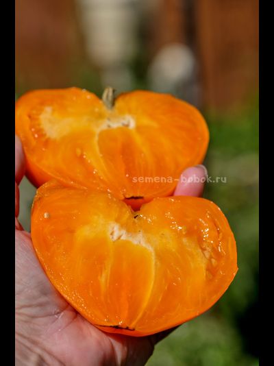 Томат Золотые Огни Алатау, 10 шт