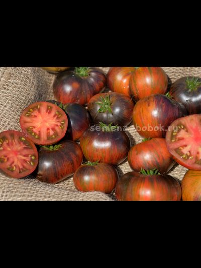 Томат Dwarf Rebel Starfighter Dipper&#039;s Delight (Гном Восставший Звездный Истребитель Восторг Диппера), 10 шт