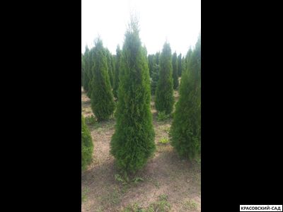 Туя Кубанский Изумруд