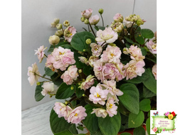 Pink Mint (S.Sorano) трейлер (пасынок срез)