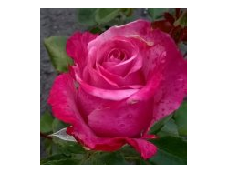 Дип Пёрпл  (Deep Purple)