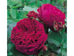 Роза Фальстаф (Rosa Falstaff),ОКС, Сербия