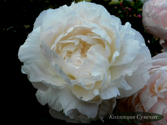 Пион Светлана Седова (Svetlana Sedova)