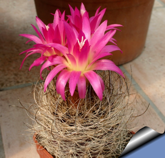 Neoporteria multicolor KK 098